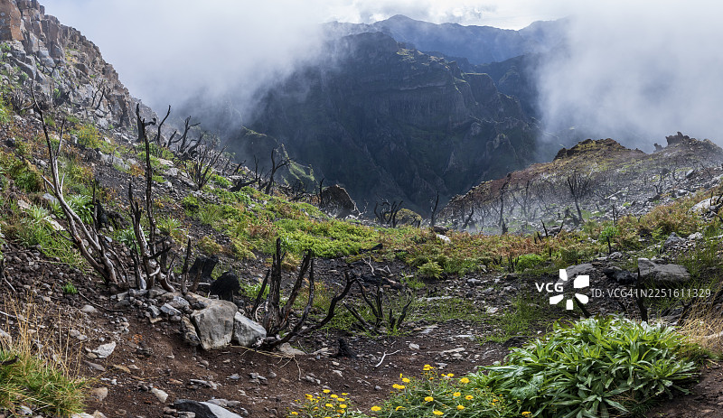 烧焦的树木笼罩在雾中，位于马德拉岛皮科·鲁伊沃岛的 PR 1 和 PR 2 徒步小径旁，雾气弥漫，葡萄牙图片素材