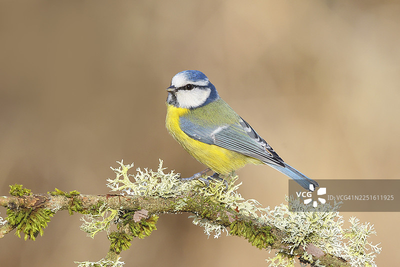 蓝冠山雀（Parus caeruleus），栖息在苔藓和地衣丛生的树枝上，野生动物，动物，鸟类，山雀，锡根地区，北莱茵-威斯特法伦州，德国图片素材