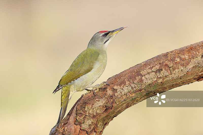 灰头啄木鸟（Picus canus），雄性栖息在老树枝上，野生动物，动物，鸟类，啄木鸟，锡格尔兰，北莱茵-威斯特法伦州，德国图片素材