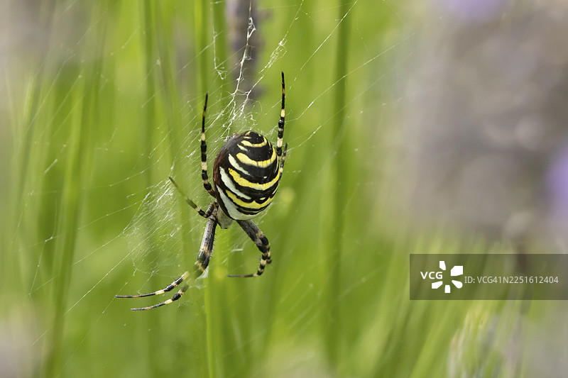 英国夏季的成年黄蜂织网蛛（Argiope bruennichi）在其网上图片素材