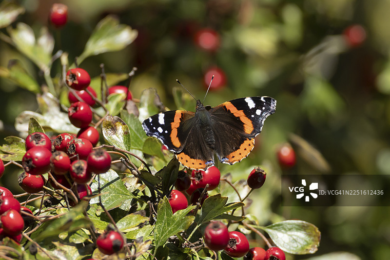 红蛱蝶（Vanessa atalanta）成虫在夏季栖息于英国满是红色浆果的山楂树上图片素材