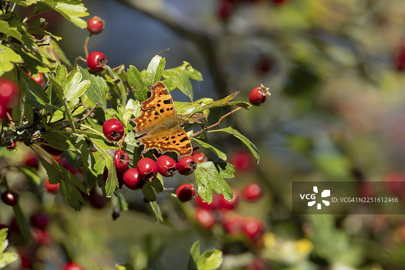 夏季，英国英格兰，一只逗号蛱蝶（Polygonia c-album）成虫栖息在开满红色浆果的山楂树上图片素材