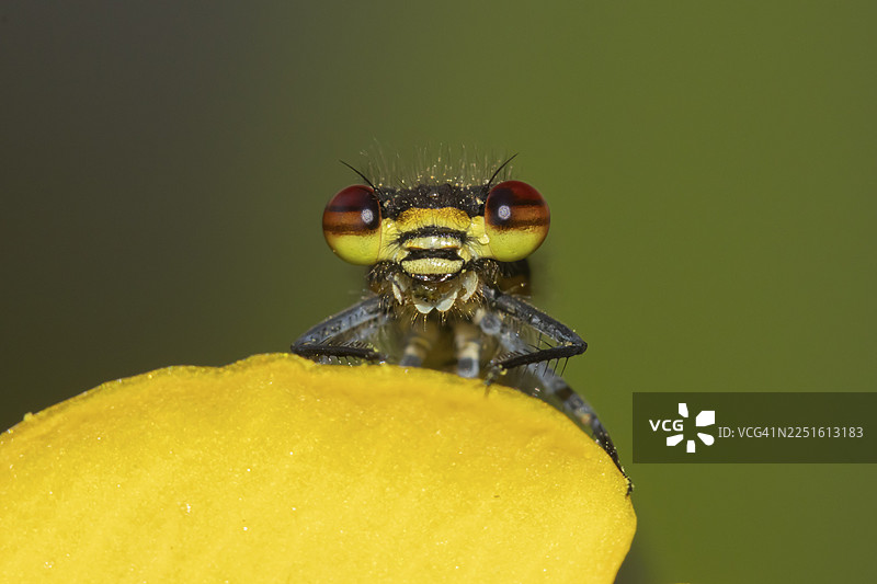 英国夏季，一只成年红色豆娘（Pyrrhosoma nymphula）停在花园的黄色花莩（Kingcup）水生植物花朵上。图片素材