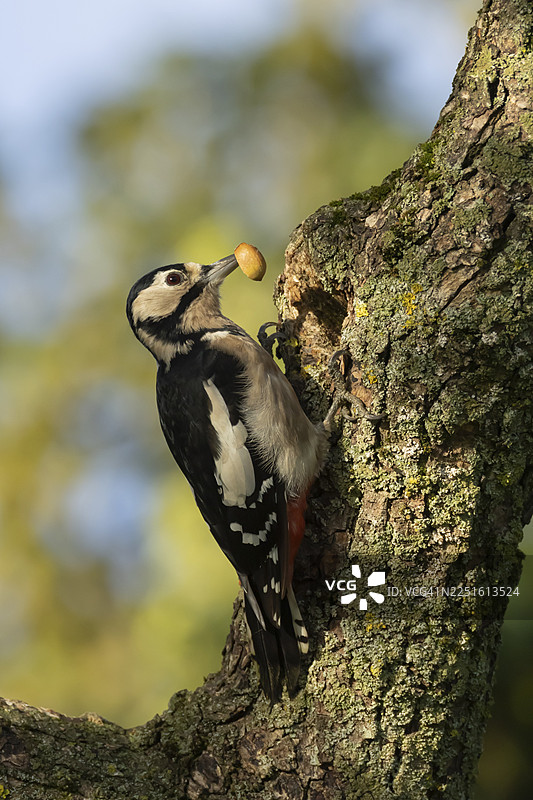 大斑啄木鸟（Dendrocopos major）成鸟在英国一棵树的树枝上带着橡子作为食物图片素材
