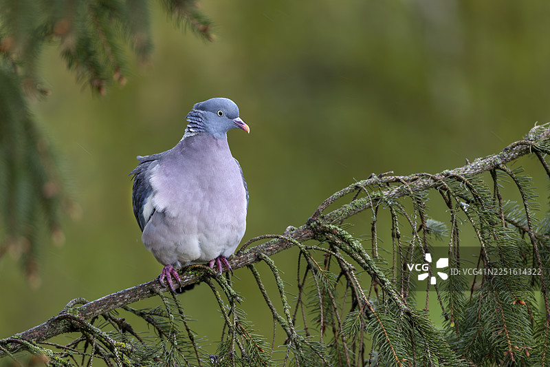 木鸽（Columba palumbus）比你第一眼看上去要色彩丰富得多，德国图片素材