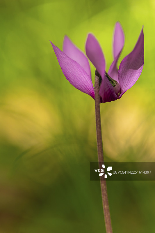 阿尔卑斯山脉巴特赖兴哈尔地区，精致的仙客来花朵在徒步小径上绽放，特写镜头。图片素材