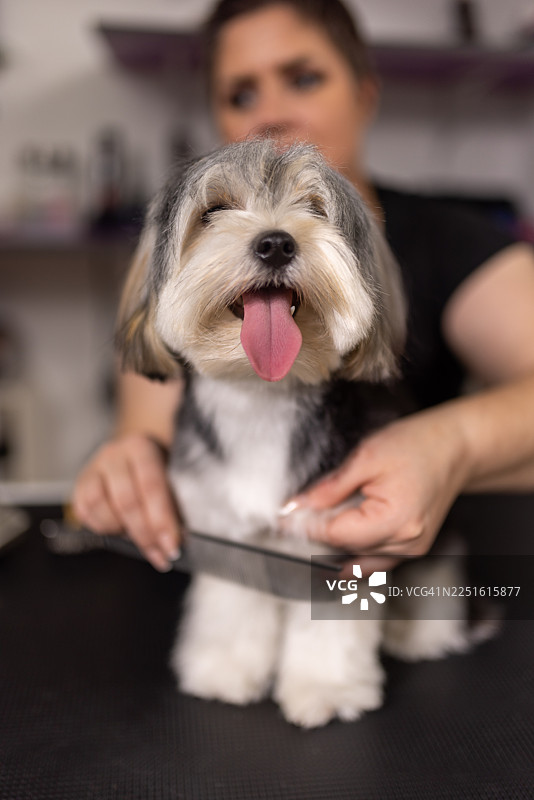 可爱的狗狗和宠物美容师图片素材