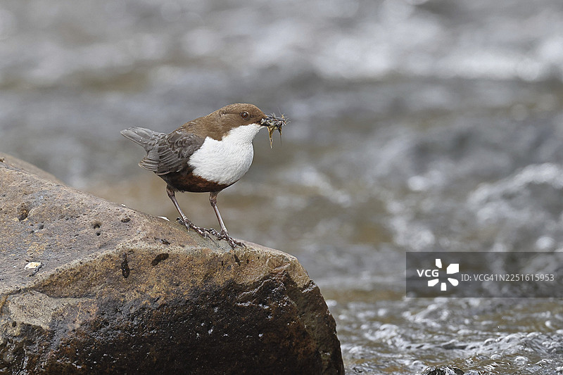 白喉河乌（Cinclus cinclus）站在溪流中的石头上，嘴里叼着猎物，它是唯一一种能潜水的本土鸣禽，野生动物，本土自然，德国北莱茵-威斯特法伦州威尔恩斯多夫图片素材