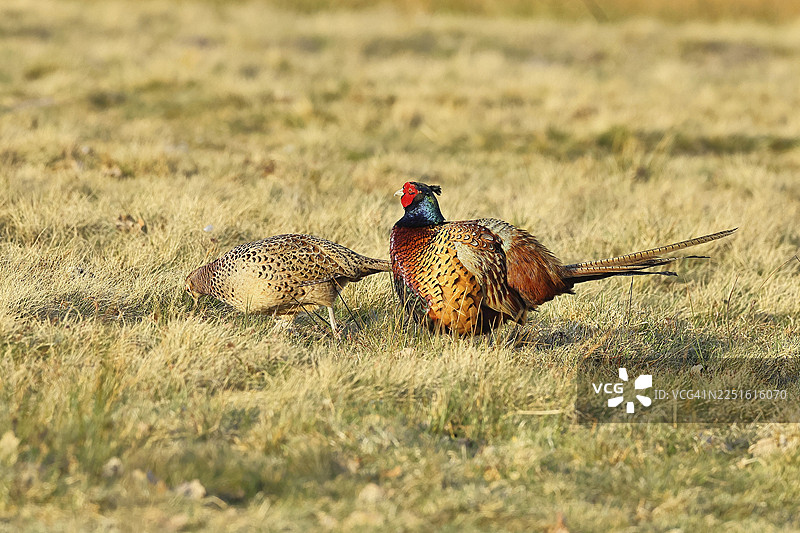 野鸡，猎杀野鸡（环颈雉），林地里的一只成年雄鸡和一只母鸡，野生动物，伦布鲁赫，奥克森沼泽，迪默自然公园，下萨克森州，德国图片素材