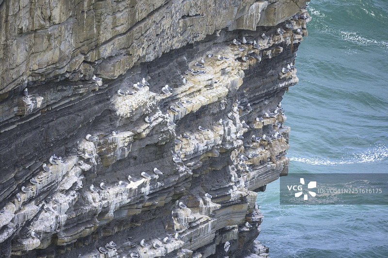 海燕在爱尔兰梅奥郡拉克安的唐帕特里克角，邓布里斯特海蚀柱上的巢穴图片素材