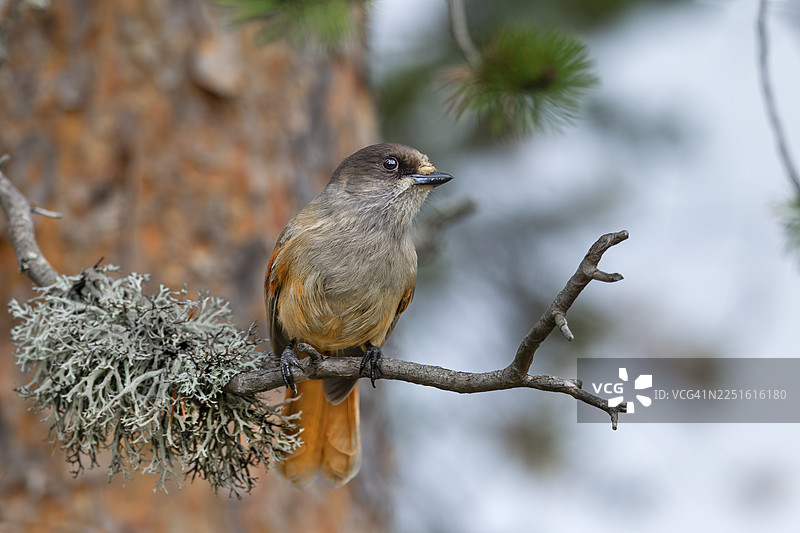 不幸的丛鸦（Perisoreus infaustus）喜欢光顾露营地和篝火，在瑞典寻找食物残渣和地衣图片素材
