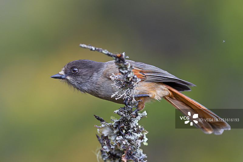 瑞典富鲁菲莱特国家公园的褐林鸦（Perisoreus infaustus），秋季，秋色，地衣，瑞典图片素材