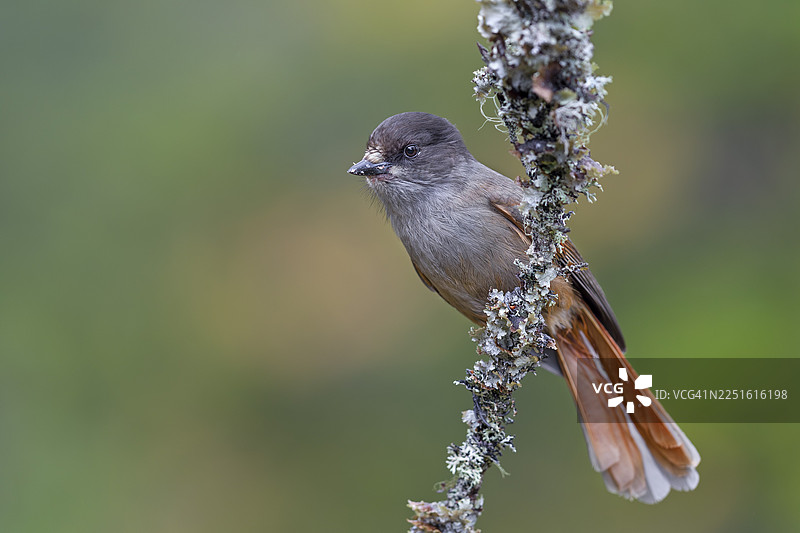 不幸的松鸦（Perisoreus infaustus）的家园是北半球的大片针叶林，秋季，秋天的色彩，地衣，瑞典图片素材