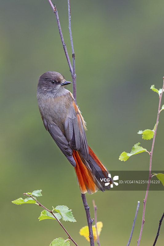 在瑞典觅食的北欧林鸦（Perisoreus infaustus），杂技演员图片素材
