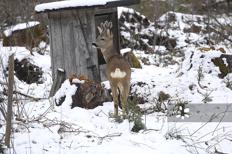 雪地里，一只雄性欧洲狍（Capreolus capreolus）在冬季喂食，头上的鹿角还覆盖着天鹅绒，地点是德国巴伐利亚州阿尔高地区。图片素材