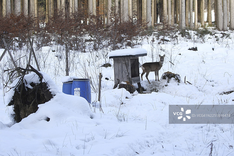 德国巴伐利亚州阿尔高地区森林中，一只欧洲狍（Capreolus capreolus）母鹿在冬季喂食时出现在雪地里图片素材