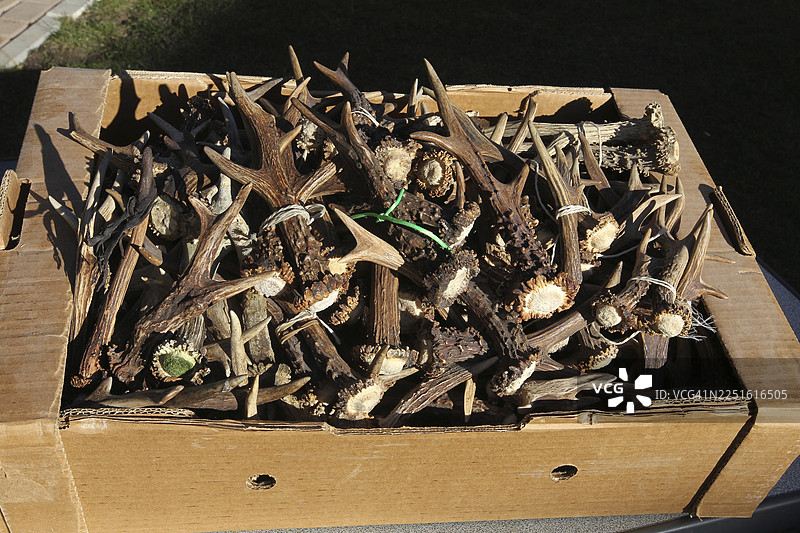 一个盒子里收集的雄性 roe deer (Capreolus capreolus) 鹿角，德国巴伐利亚州阿尔高地区图片素材