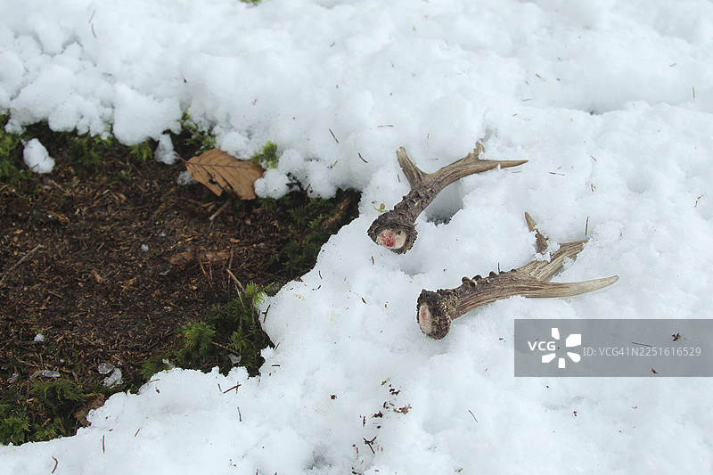 欧洲狍（Capreolus capreolus）刚脱落的雄狍鹿鹿角，德国巴伐利亚州阿尔高地区，仍带有血迹图片素材