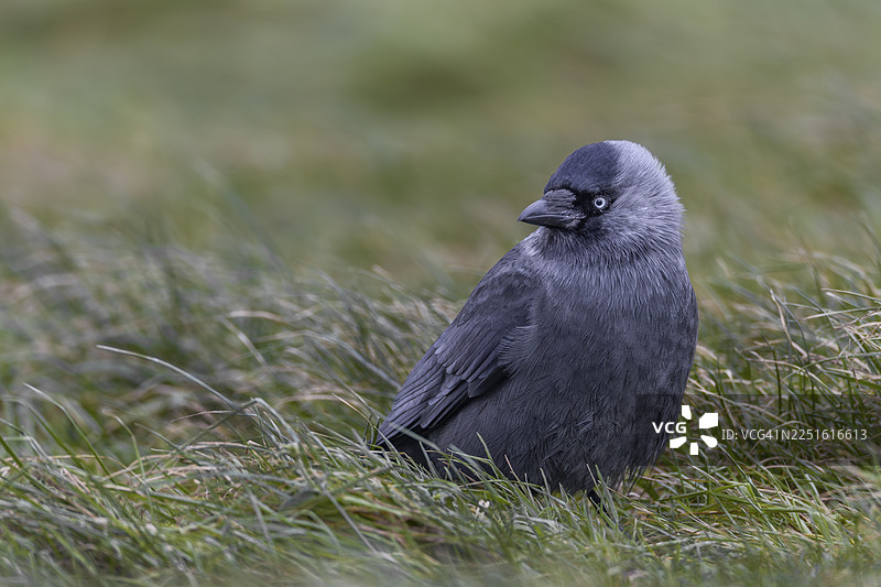 一只欧洲乌鸦（Corvus monedula）在德国的草地上悠闲地坐着图片素材