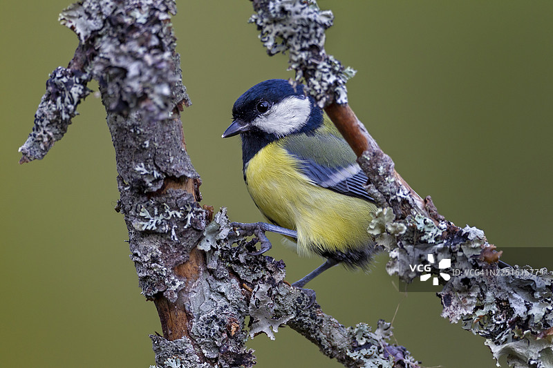 瑞典，一只大山雀（Parus major）栖息在长满地衣的树枝上图片素材