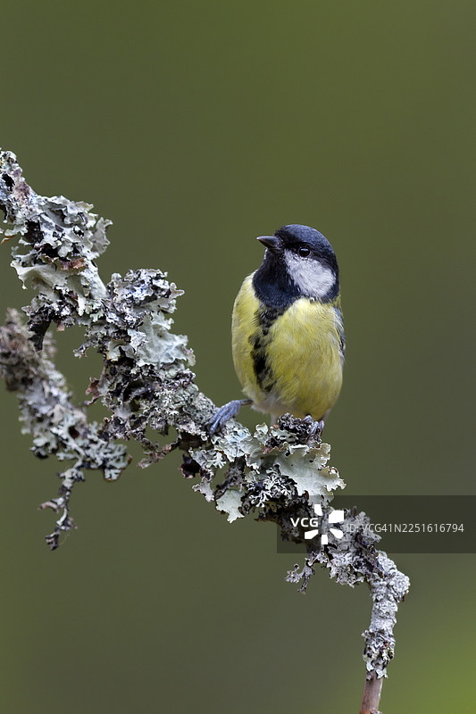 大山雀（Parus major）饶有兴趣地看着一只不幸的松鸦，背景是地衣缠绕的树枝，地点在瑞典。图片素材