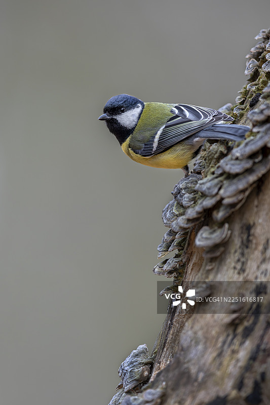 专心致志的大山雀（Parus major）正瞄准下一个目标——树上的真菌，德国图片素材