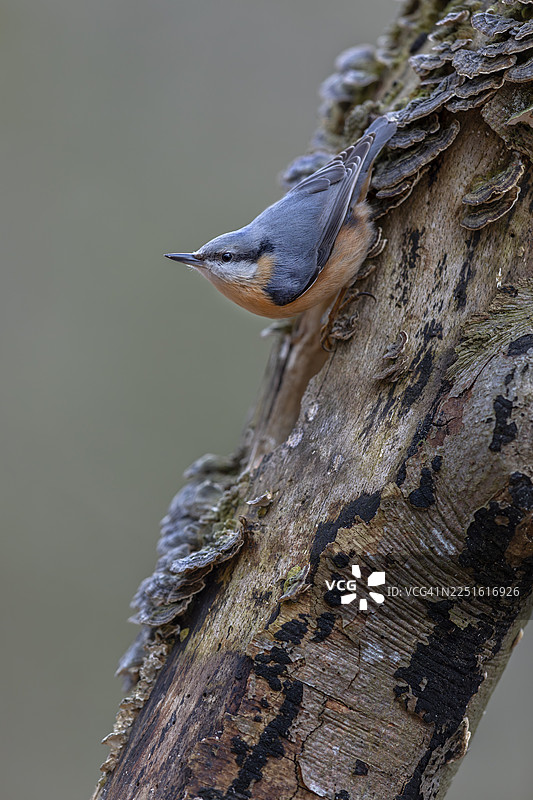 欧洲鹪鹩（Sitta europaea）在树上的真菌间倒挂寻找食物，树真菌，专注，德国图片素材