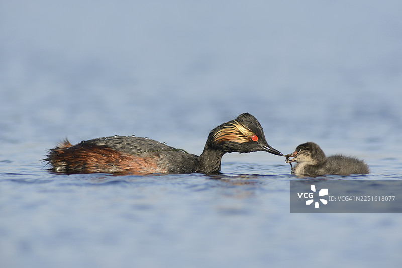 黑颈鸊鷉（Podiceps nigricollis）与幼鸟，荷兰德伦特省图片素材