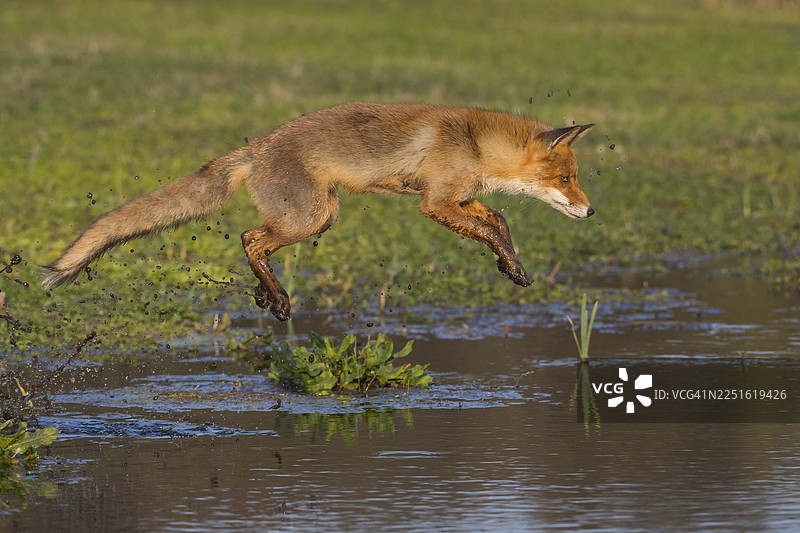 红狐狸（Vulpes vulpes）跳过水体，跳跃，动作，荷兰图片素材