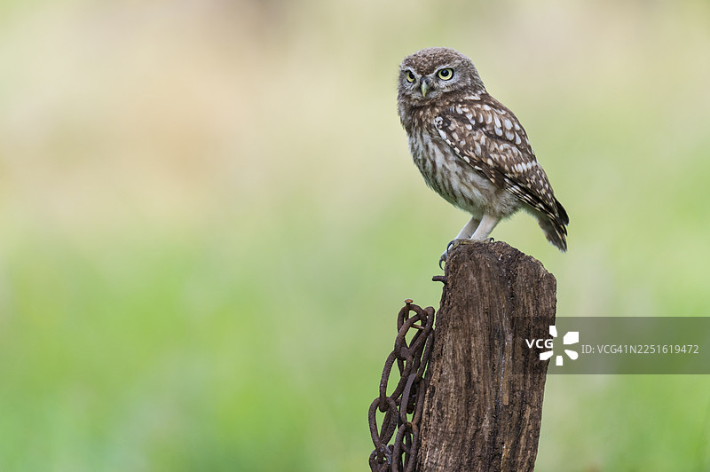 小猫头鹰（Athene noctua），位于下萨克森州费希塔图片素材
