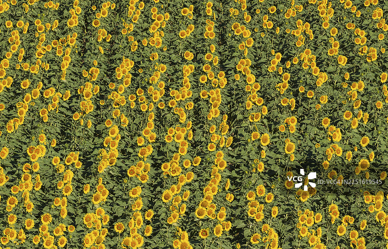 向日葵（Helianthus annuus），田野，科尔多瓦省坎皮尼亚科尔多贝萨的农作物，安达卢西亚，西班牙图片素材