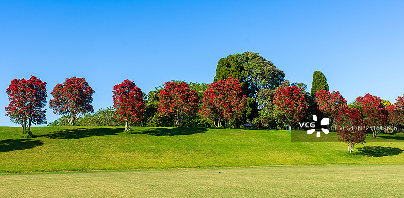 Pohutukawa 树图片素材