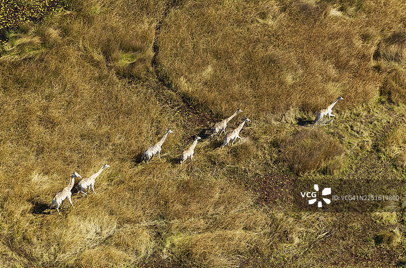 南非长颈鹿(Giraffa camelopardalis giraffa)在博茨瓦纳奥卡万戈三角洲的淡水沼泽地中漫步图片素材