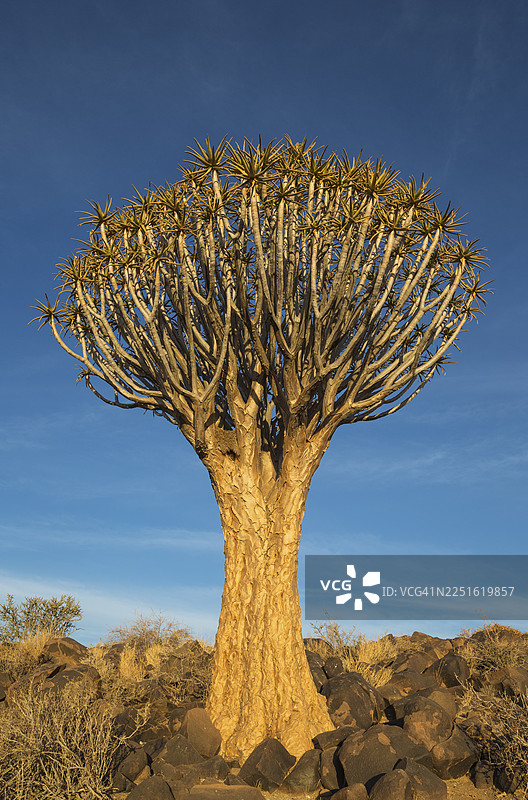 纳米比亚基特曼斯胡普附近的箭袋树（Aloe dichotoma）图片素材