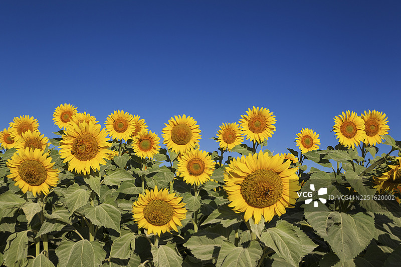 向日葵（Helianthus annuus），田野，科尔多瓦省坎皮尼亚科尔多贝萨的种植，安达卢西亚，西班牙图片素材