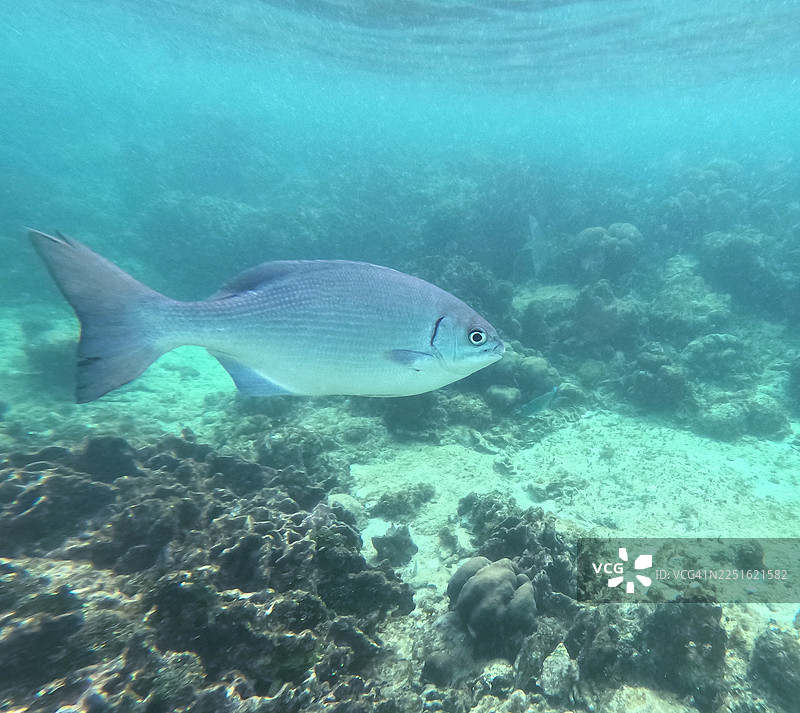 百慕大切鲍鱼图片素材