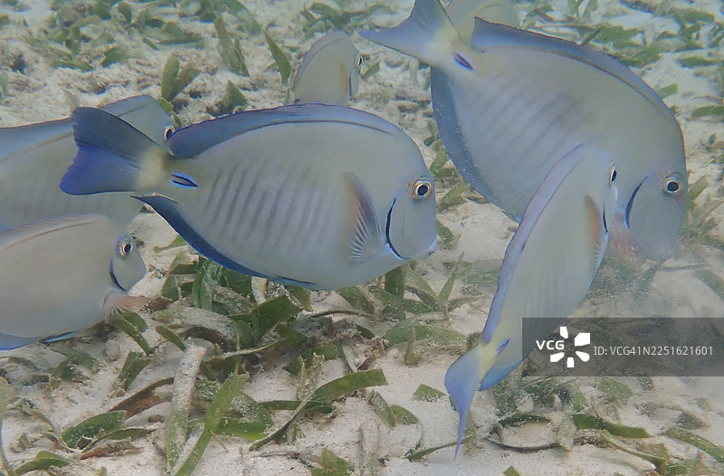 医生鱼图片素材