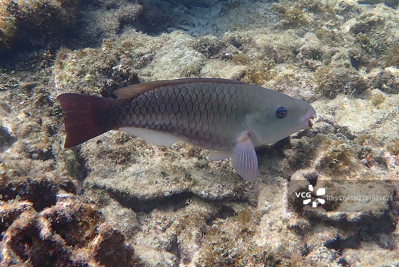 鹦嘴鱼女王_4图片素材