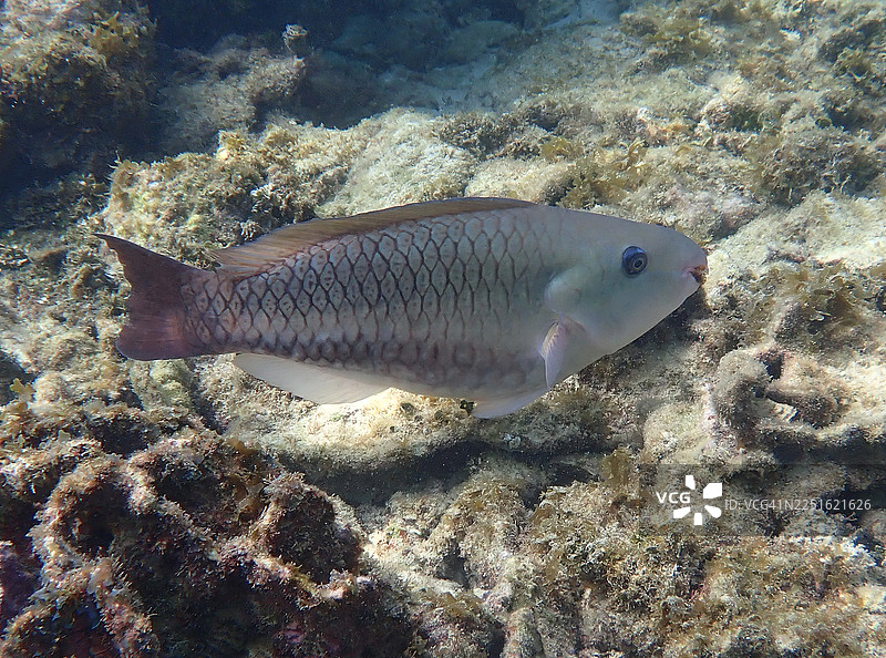 鹦鹉鱼王_3图片素材