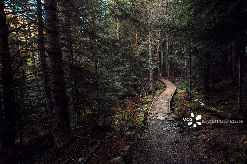 秋季森林中的木板栈道。图片素材