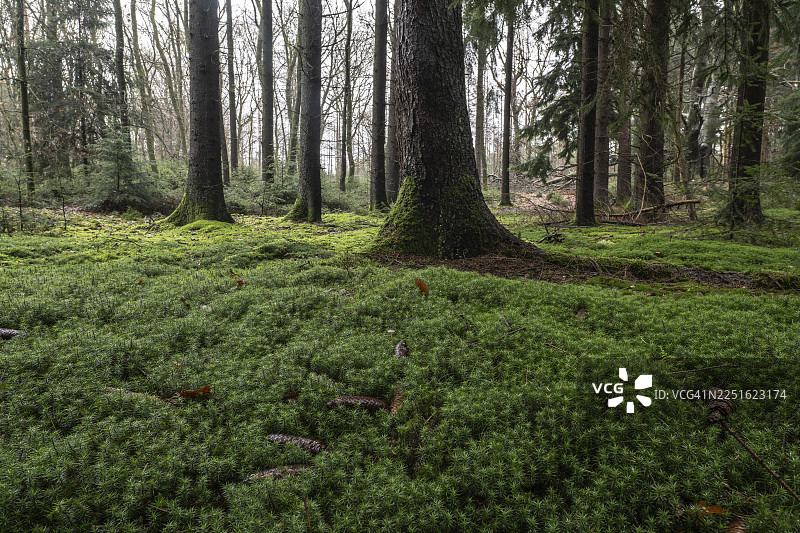 德国下萨克森州埃姆斯兰地区林地上的苔藓图片素材