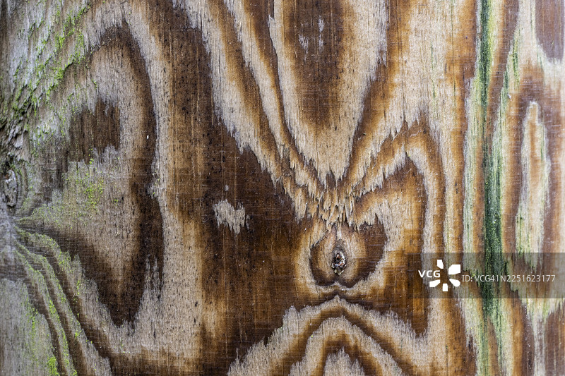 木材纹理，图案，下萨克森州，埃姆斯兰，德国图片素材