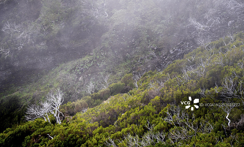 烧焦的树木笼罩在雾中，位于马德拉岛皮科·鲁伊沃徒步路线 PR 1, 2 上图片素材