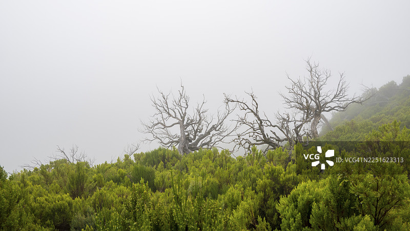 烧焦的树木笼罩在雾中，位于马德拉岛皮科·鲁伊沃的 PR 1 和 PR 2 徒步道旁图片素材