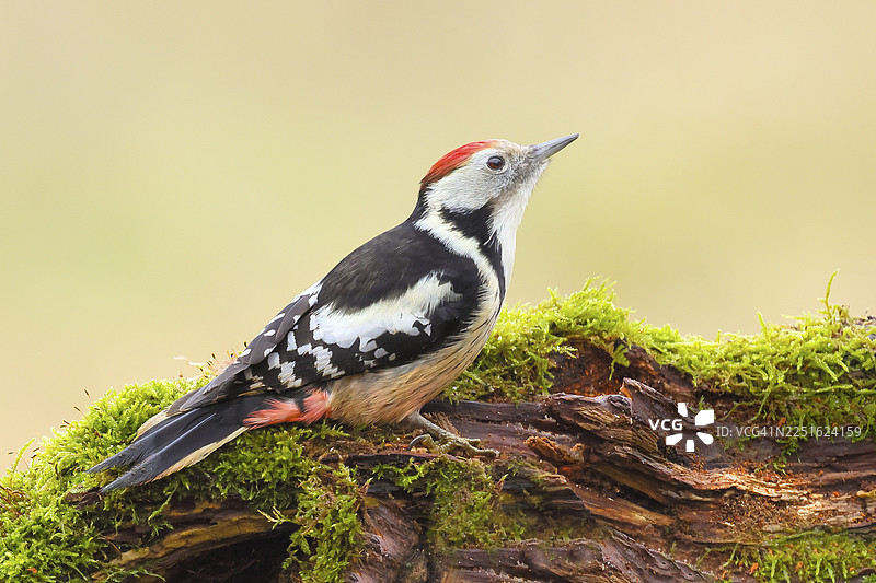 中斑啄木鸟(Dendrocopos medius),雄性,栖息在长满苔藓的古老树枝上,野生动物,动物,鸟类,啄木鸟,西格尔兰,北莱茵-威斯特法伦州,德国图片素材