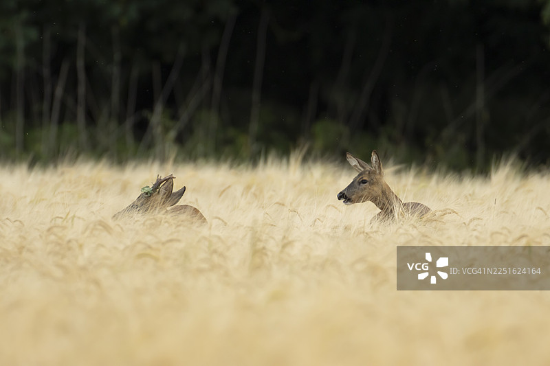 英国英格兰夏日农田大麦地里的一对成年狍子，一只雄性狍子（公鹿）和一只雌性狍子（母鹿）图片素材