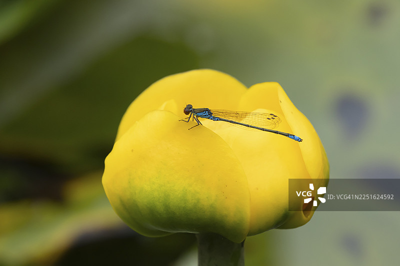 夏日，英格兰，英国，花园池塘中，一只红眼豆娘（Erythromma najas）成虫停在黄色的睡莲花上。图片素材