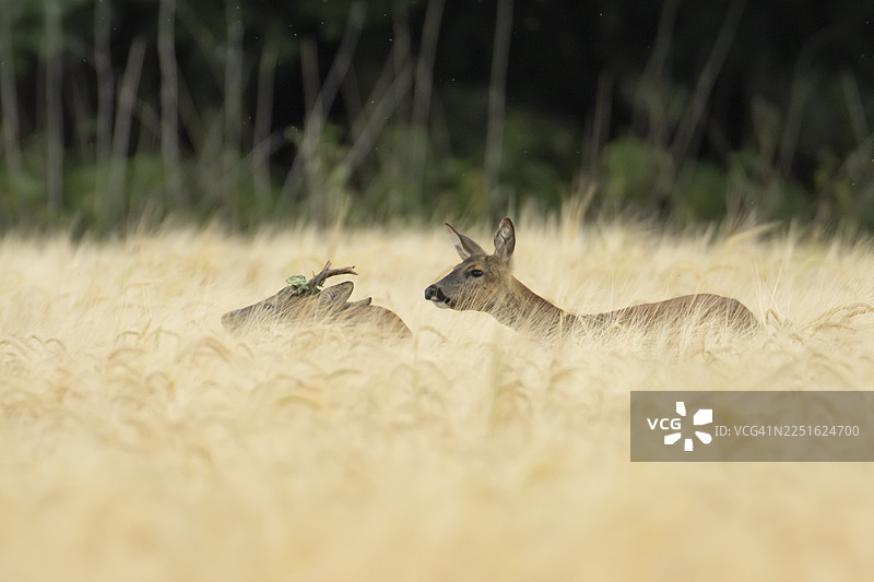 英格兰、英国夏季农田大麦地里的成年雄性狍（Capreolus capreolus）和雌性狍，两只动物图片素材
