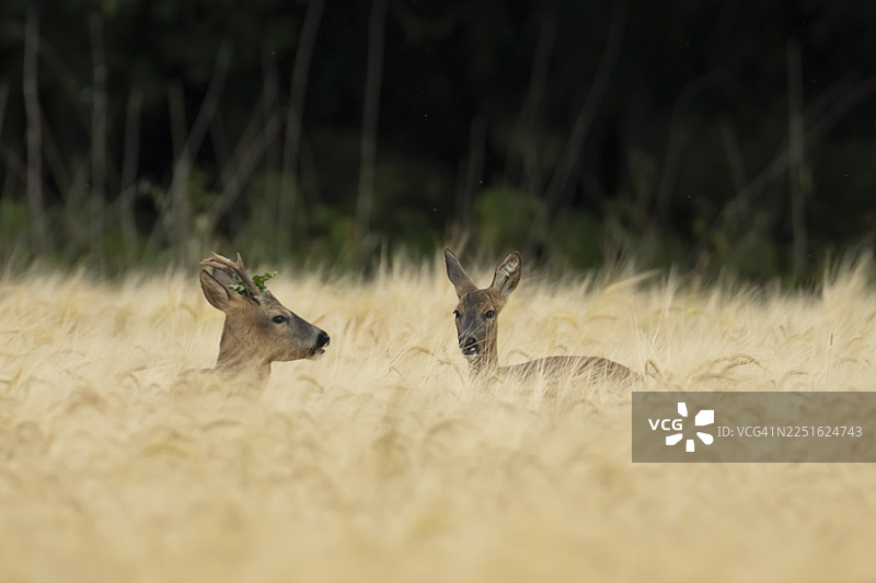 英国英格兰农田大麦田中两只成年 roe deer (Capreolus capreolus),一只雄性 roebuck 和一只雌性 doe,在夏日里图片素材