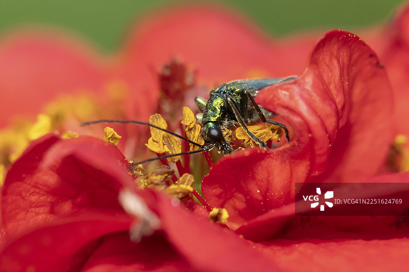 英国夏季，厚腿花甲（Oedemera nobilis）成虫正在花园的红色离花上进食图片素材